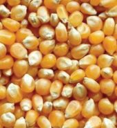 Popcorn Seeds (Makai)