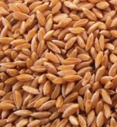 Wheat Whole (Sharbati)