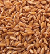 Wheat Whole (Sharbati) 1 KG